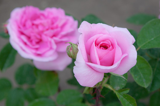 779948 (a): :2400x1600